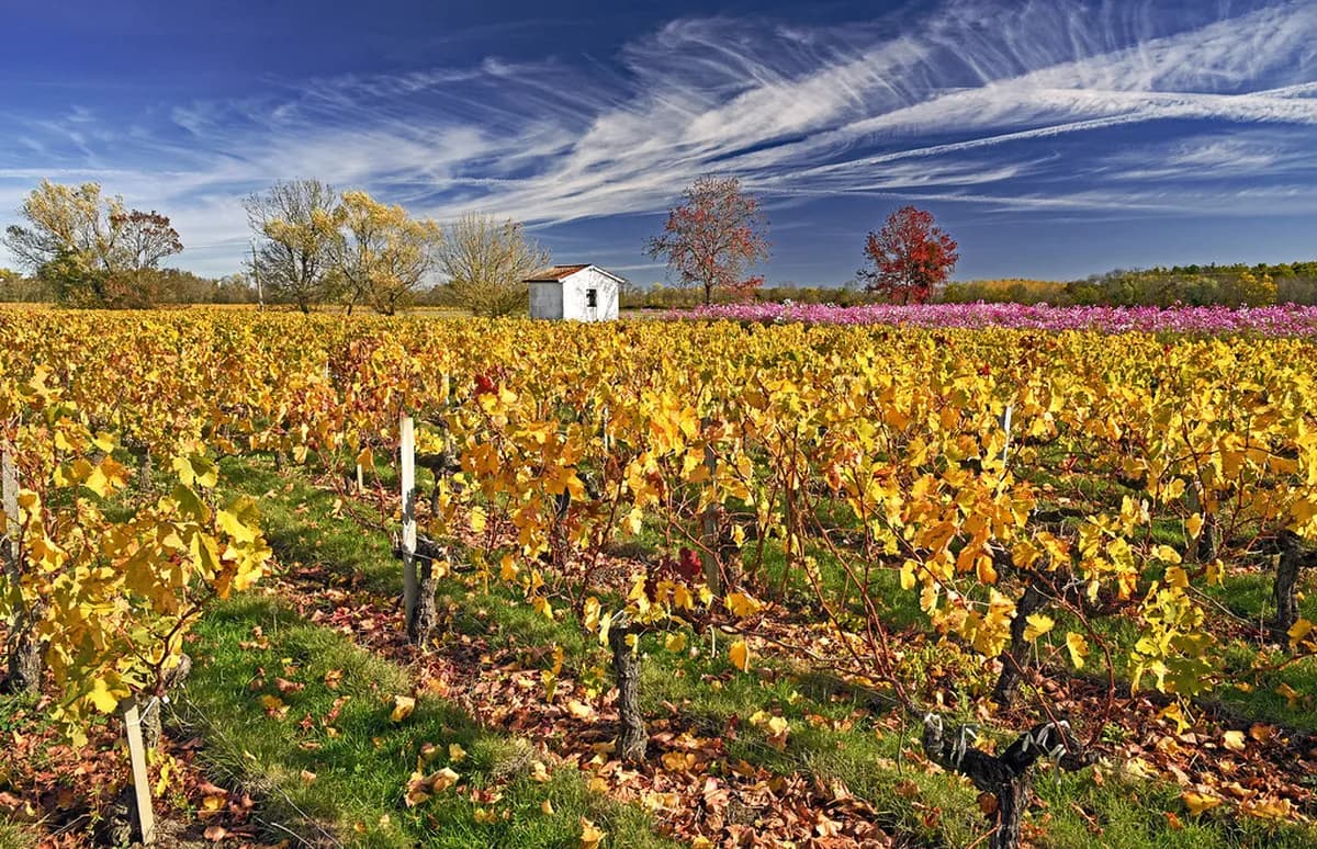 Best Time To Visit Bordeaux Travel Guide