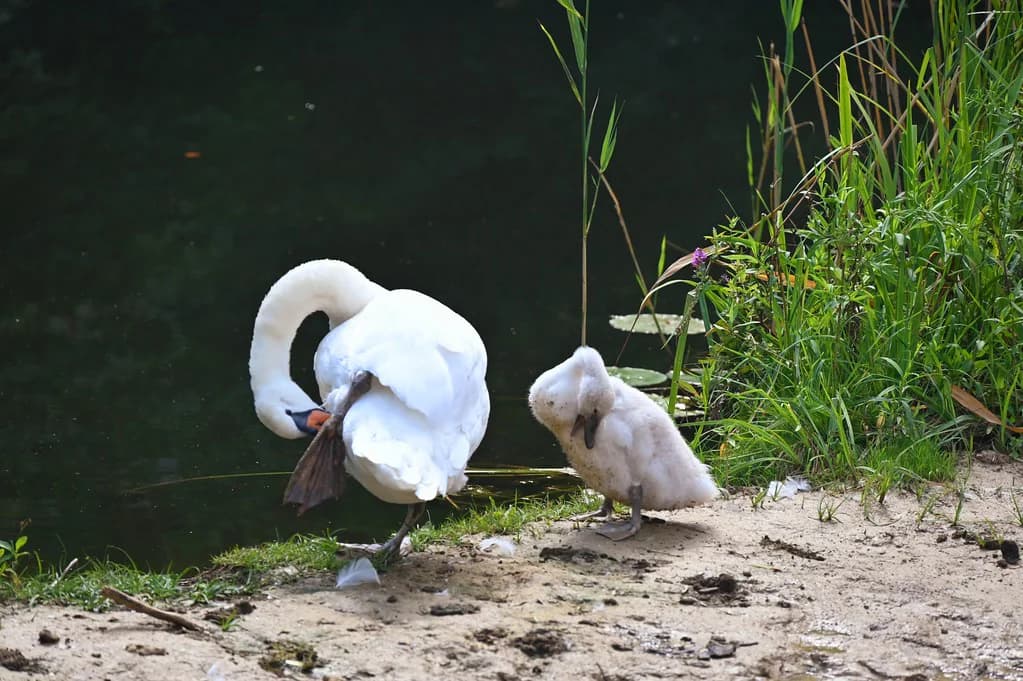 Ultimate Strasbourg Old Town Guide: Best Things to See