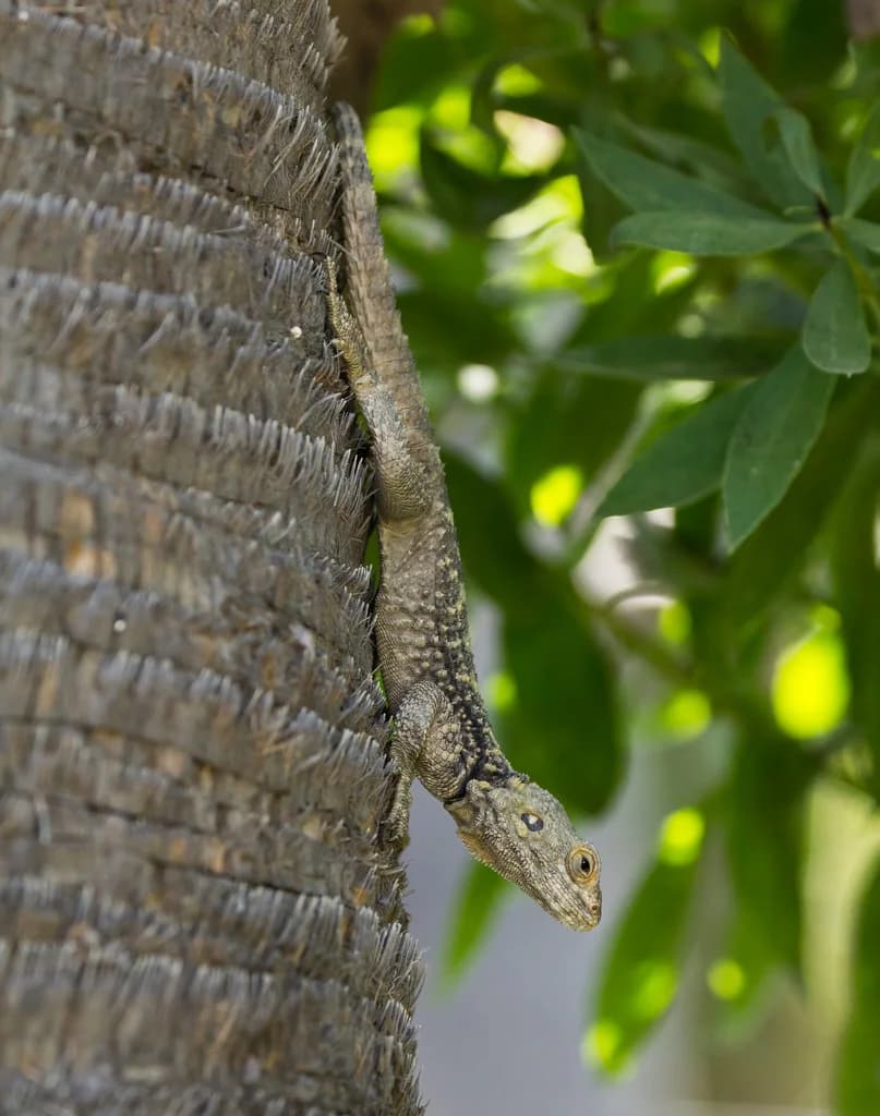 Rhodes Old Town Guide: Explore the Medieval City in 2026