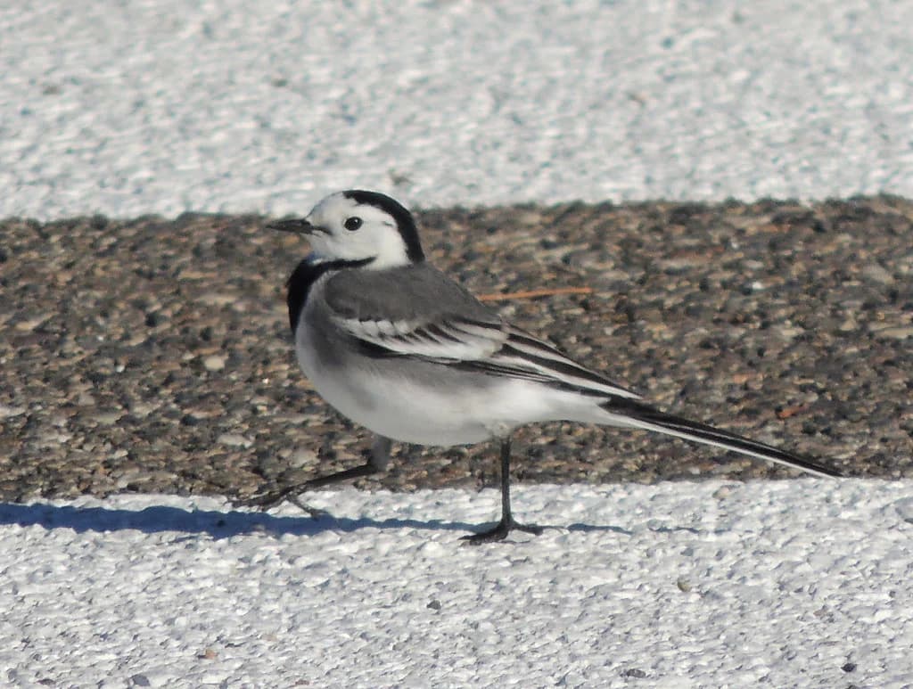 Parking in Cordoba Spain: Best Places and Tips