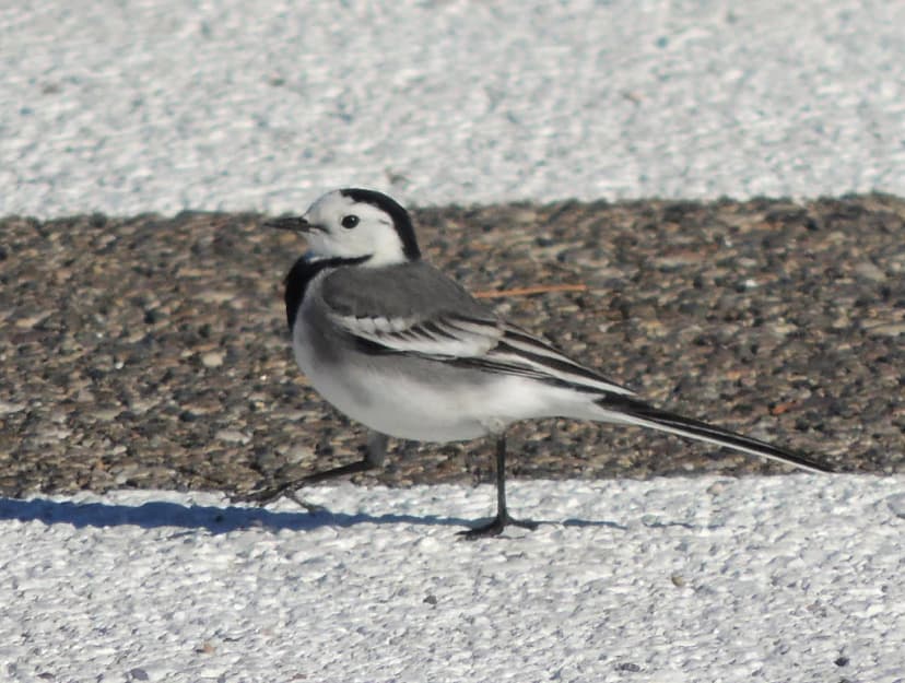 Parking in Cordoba Spain: Best Places and Tips