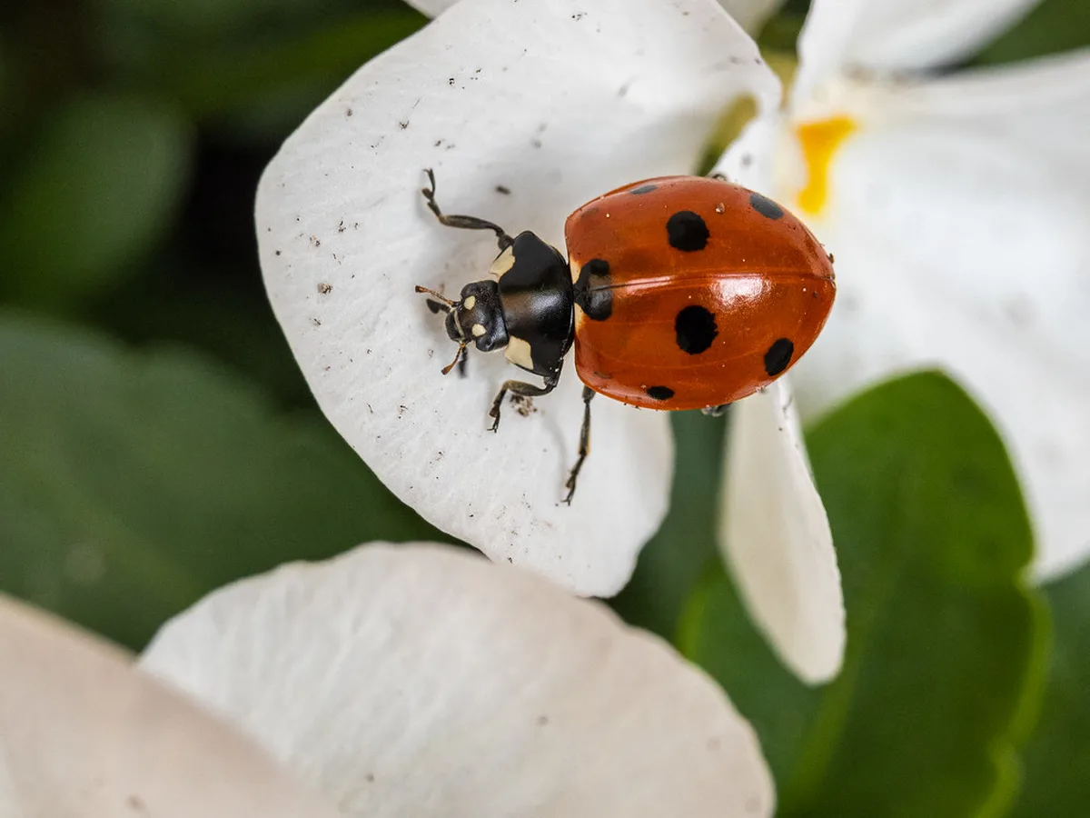 Free Park and Ride PR Options — a visual guide for visitors to Ghent