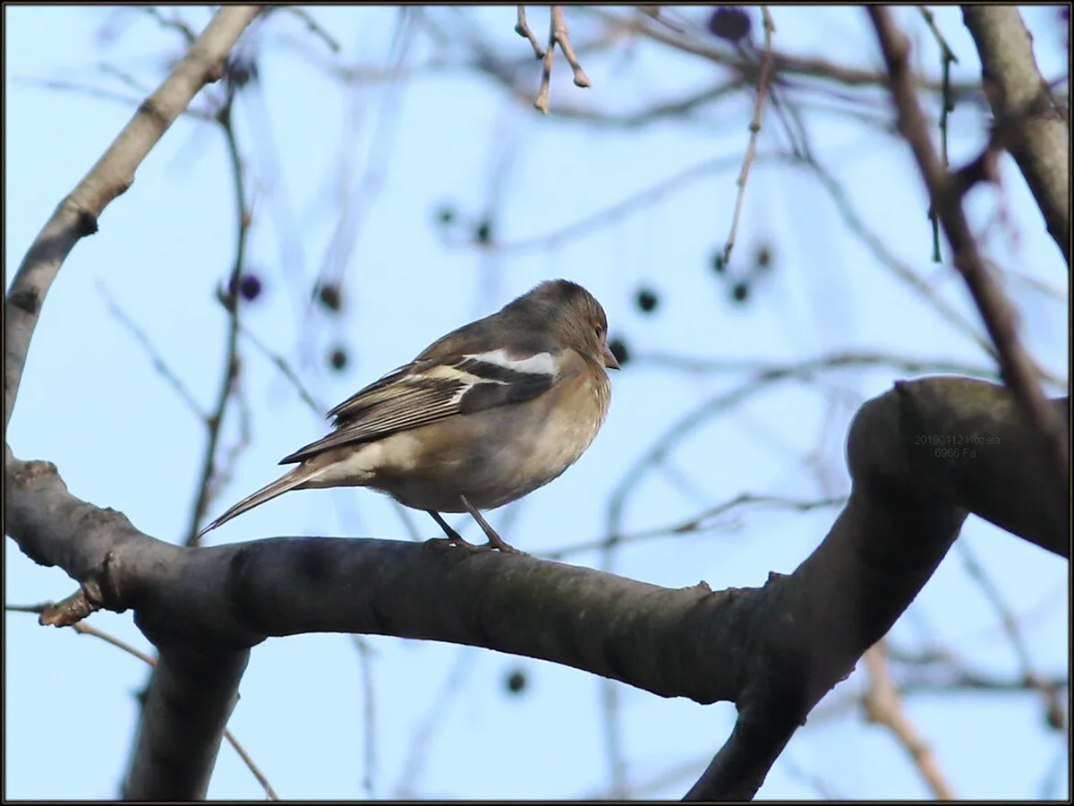 Common Mistakes to Avoid on the Walls in Dubrovnik