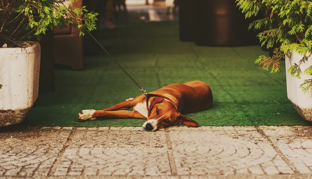 Understanding Zadar's Parking Zones and Payment in Croatia