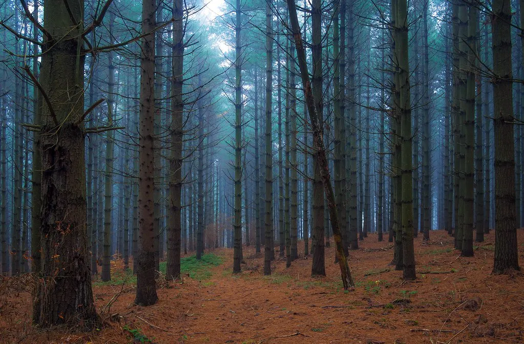 Must-See Rovinj Attractions After Dark in Croatia