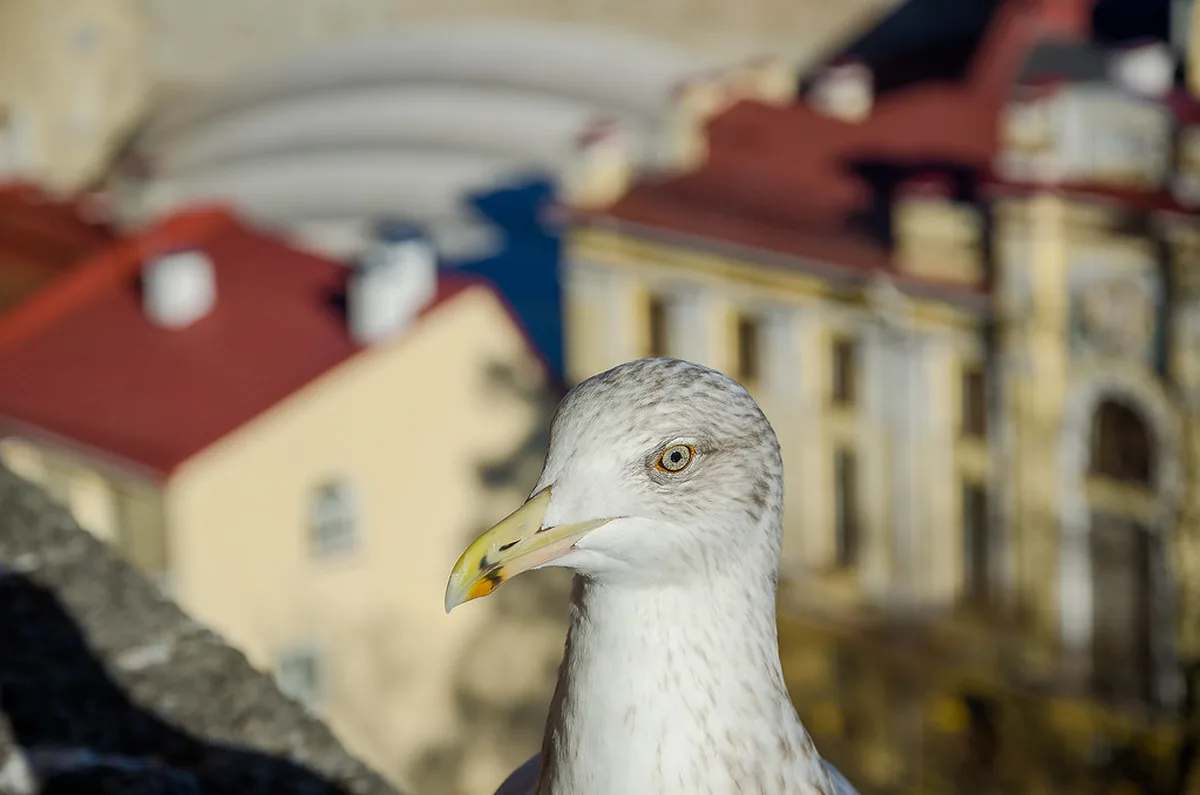 More Hidden Passages and Craftsmanship in the Lower Town in Tallinn