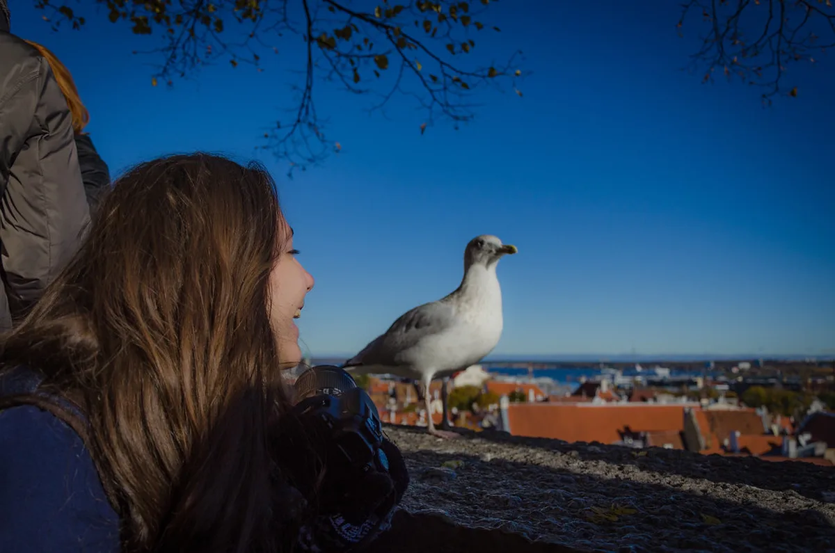 Free Walking Tours in Tallinn EstAdventures and Alternatives in Tallinn