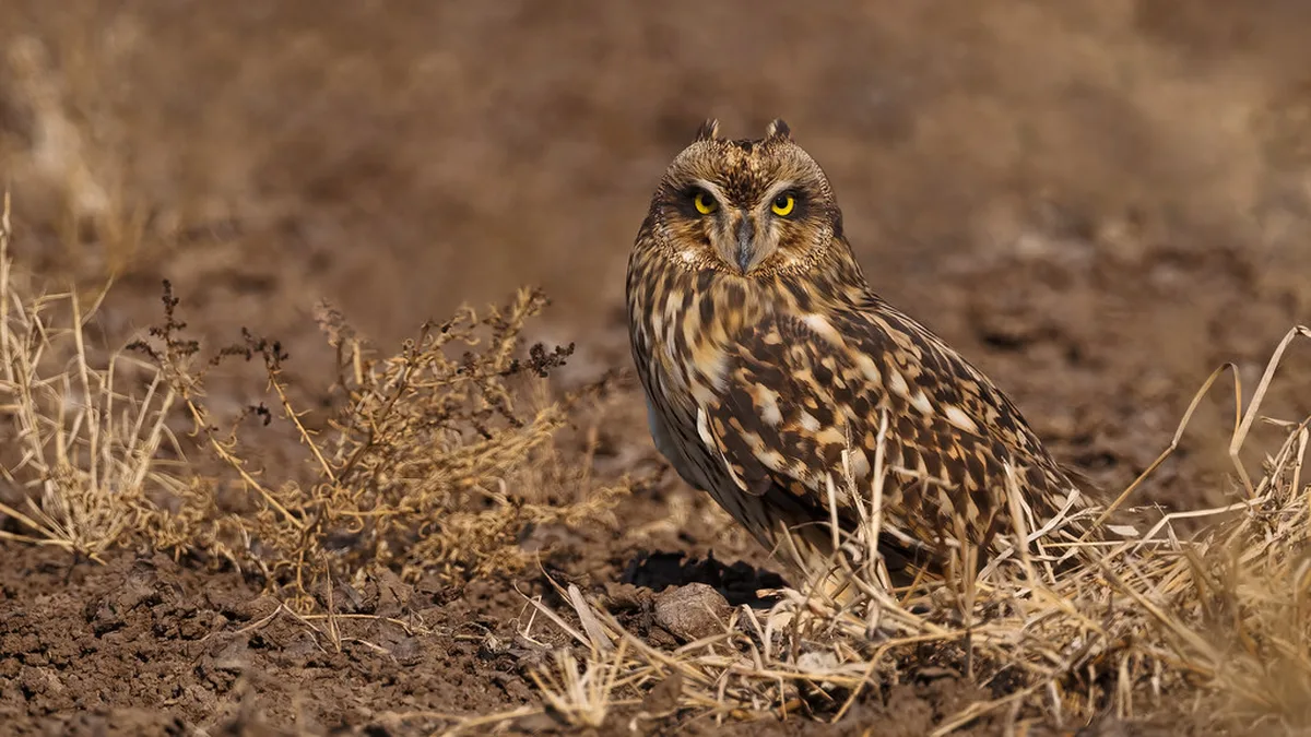 How to Choose Safe and Authentic Food Stalls in europe