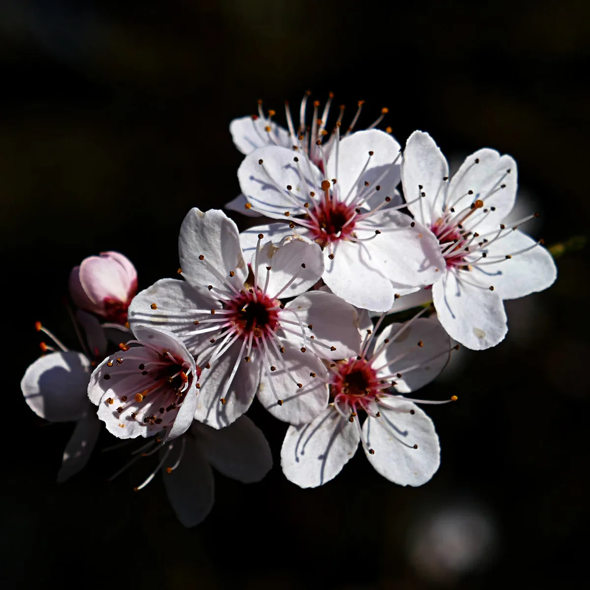 Europe in Spring March to May — a visual guide for visitors to europe