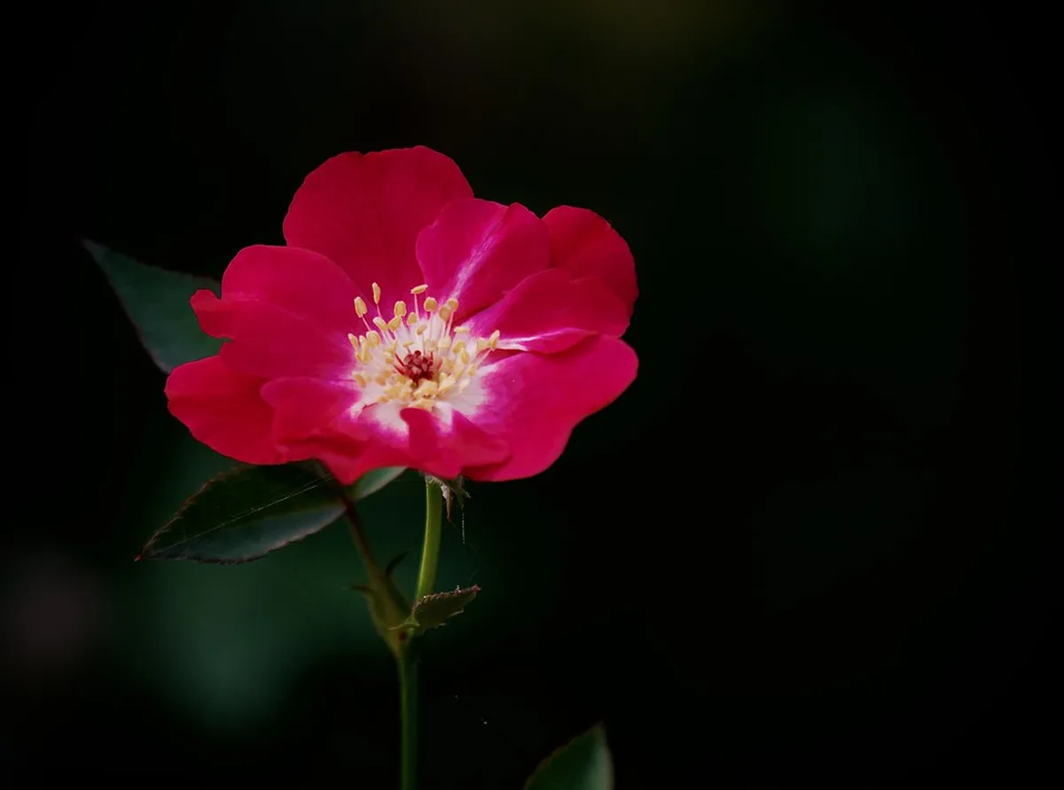 Avoiding Hidden Costs in Budget Cities in europe