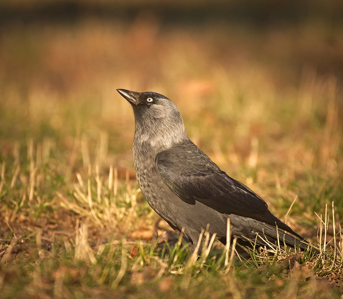 Top Nordic Gems for Peace of Mind in europe