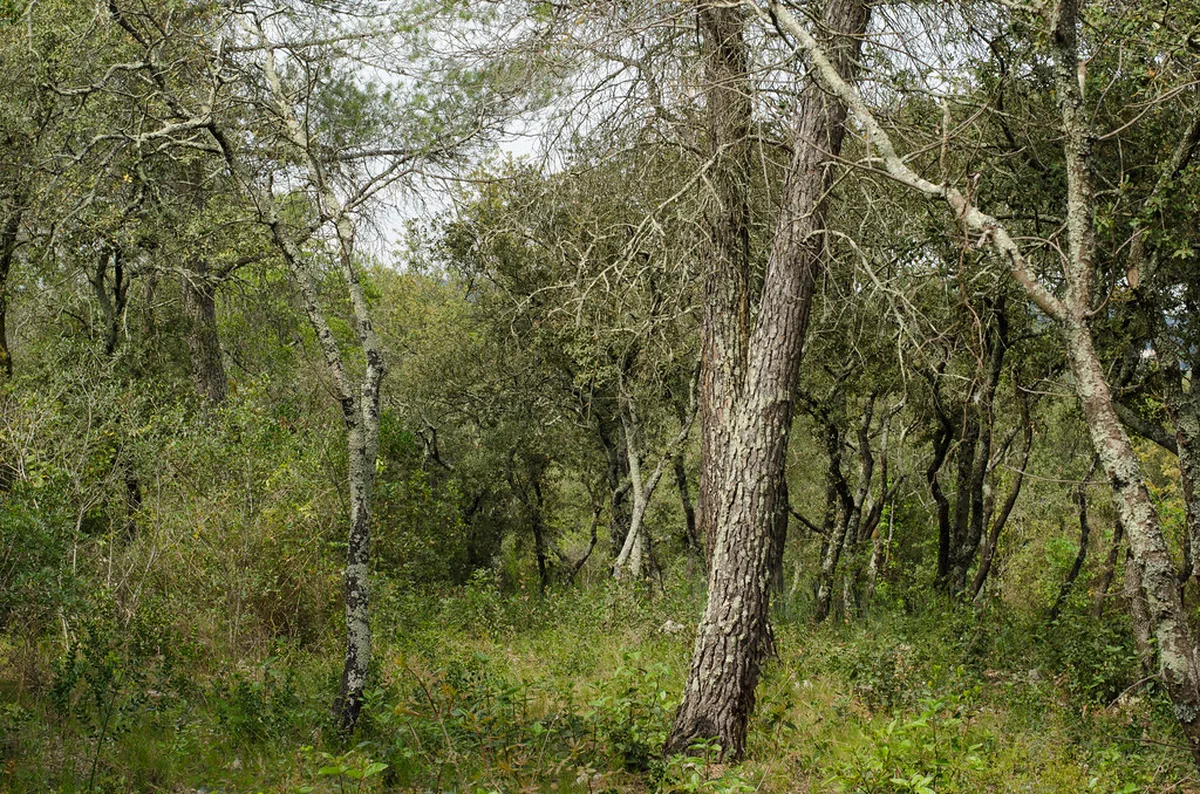 Nature Escapes to Pic Saint-Loup and Gorges in Montpellier