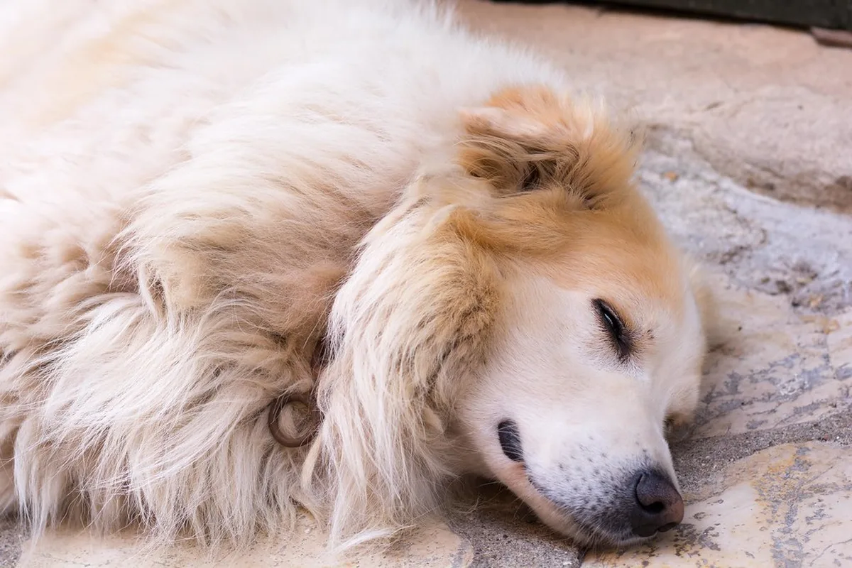 Golden Sands of the Central West Coast Glyfada and Agios Gordis in Corfu Town