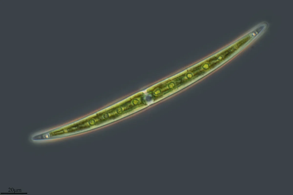 Hidden Coastal Gems Near the City in Bari