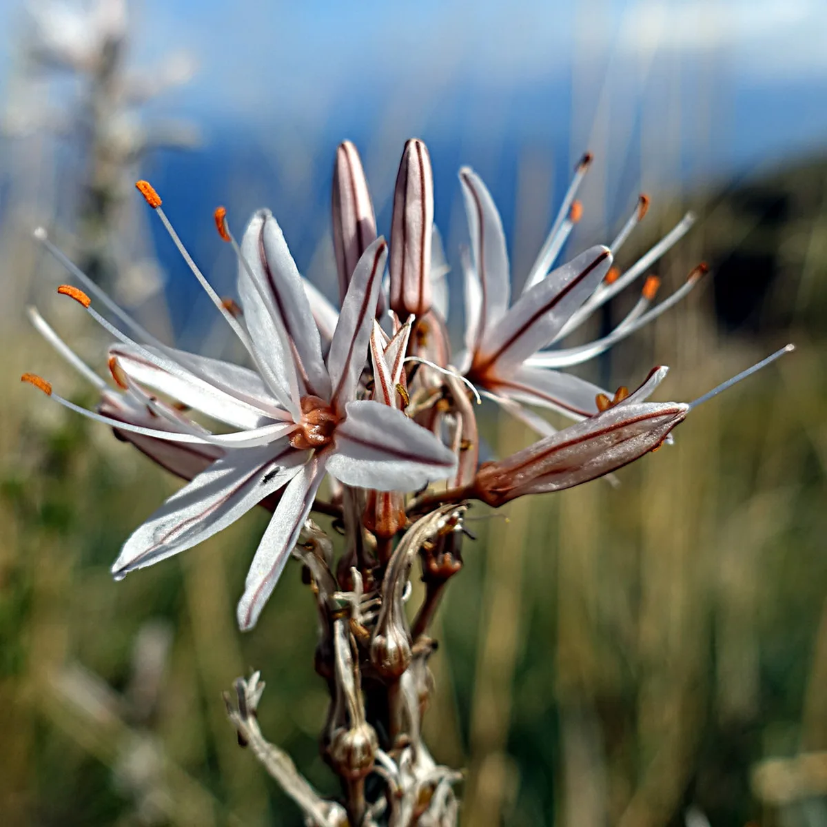 Riserva dello Zingaro Nature and Hidden Coves in Italy