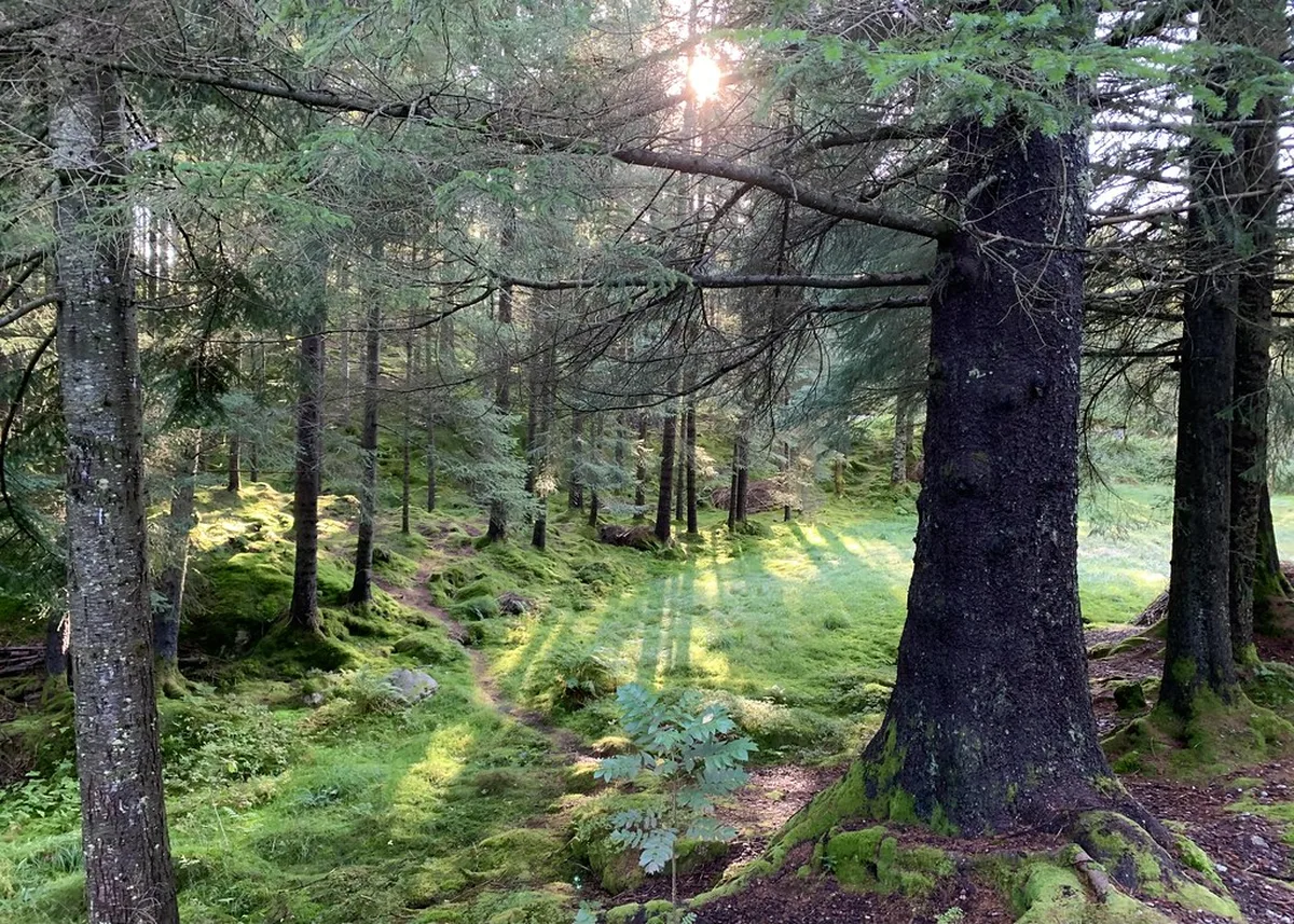 Choosing Between Fløibanen and Ulriken643 in Bergen
