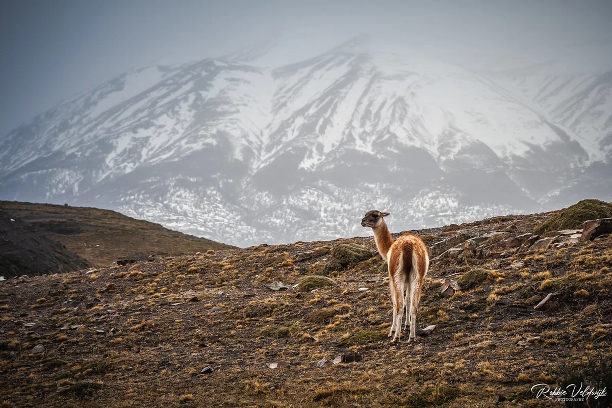 How to Use the P i Bergen Payment App in Bergen