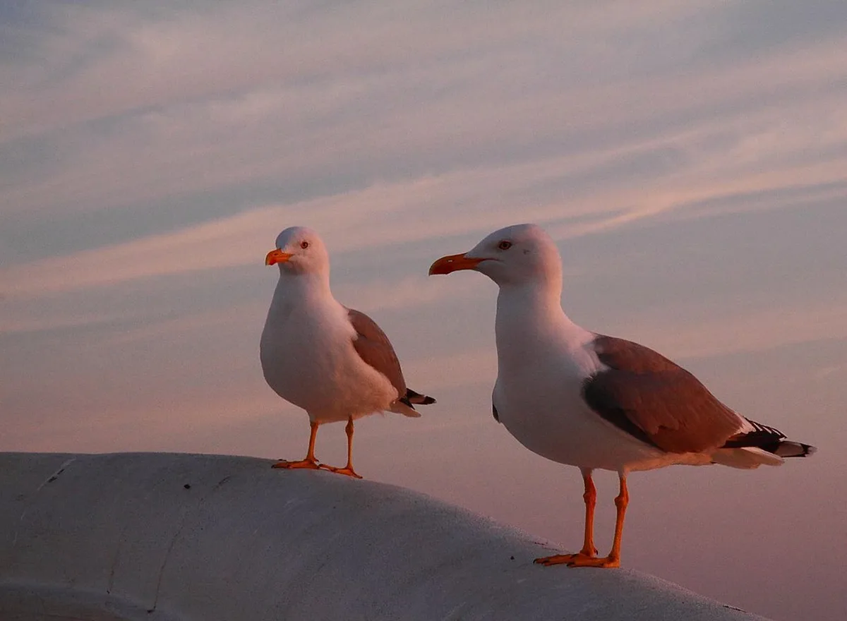 Exploring the Medieval Charm of Óbidos in Nazaré