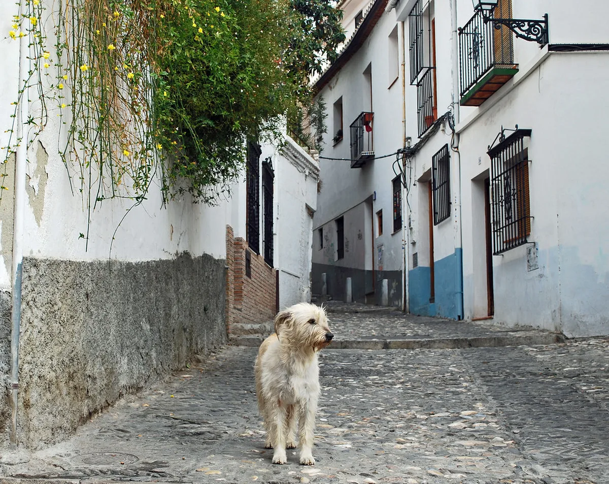 Top Neighborhoods for Granada Nightlife in Granada