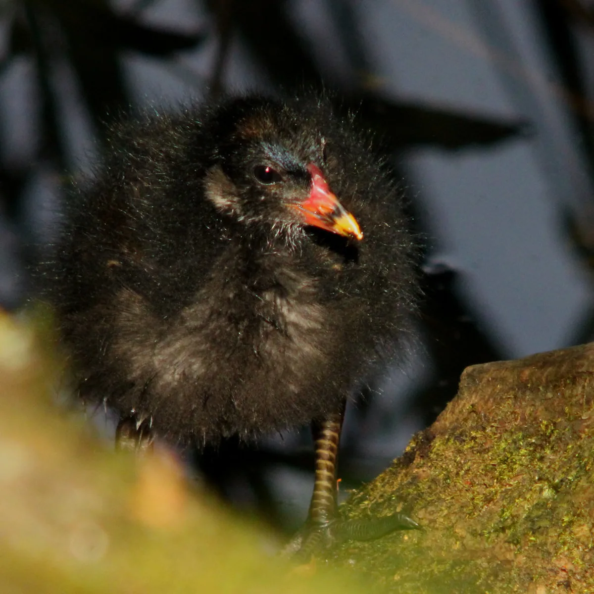 Common Tourist Mistakes to Avoid in Old Town in Gothenburg