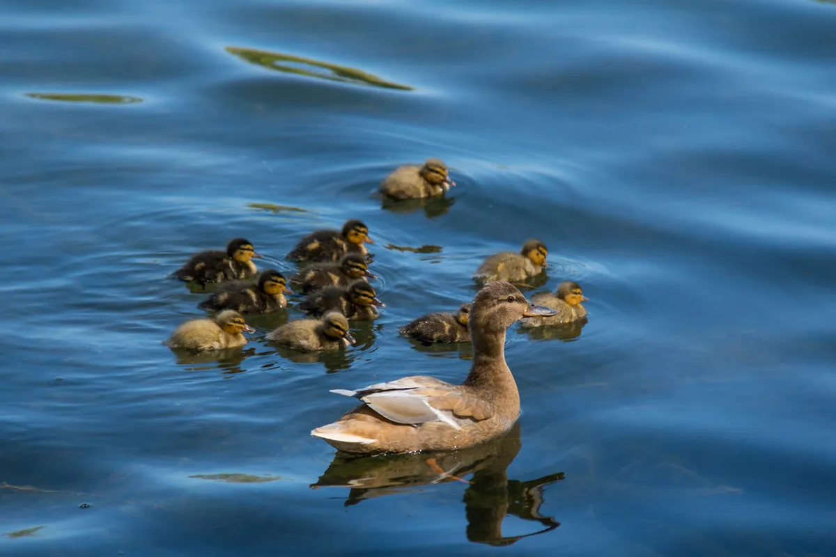 Family Friendly Fun at Sibbarp Beach in Malmö